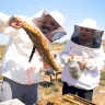 "Andalusian Apiaries": The Story of a Couple Who Shared Life and Success Together
