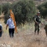 The Occupation Prevents Farmers from Harvesting Olives East of Qalqilya