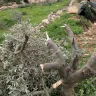 مستوطنون يقطعون عشرات أشجار الزيتون في المنيا جنوب بيت لحم (صور)