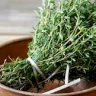 Thyme Enters the Era of "Modern Medicine"