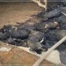 Arson Fire Kills 75 Heads of Sheep in Samou' with Estimated Losses of 200,000 Shekels