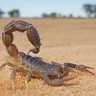 Au centre du Maroc.. l'un des points chauds des scorpions venimeux dans le monde