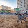 עיר רוואבי חווה את פתיחת אליפות יופי הסוסים הערבים הגדולה ביותר בפלסטין