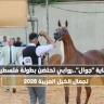 برعاية "جوال".. روابي تحتضن بطولة فلسطين لجمال الخيل العربية 2026