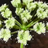 After a Century of Unity.. Discovery of an Unknown Relative of a Rare Plant in Oman