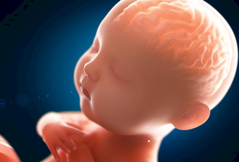 متى يبدأ نبض الجنين