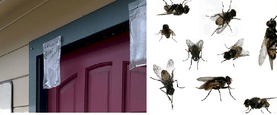 حيلة تمنع دخول الذباب إلى منازلكم نهائياً