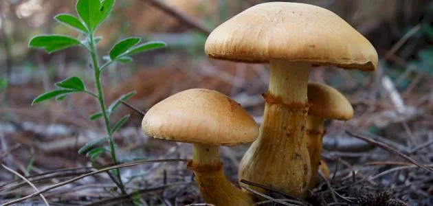 دراسة تكشف عن فاعلية الفطر ضد الإنفلونزا