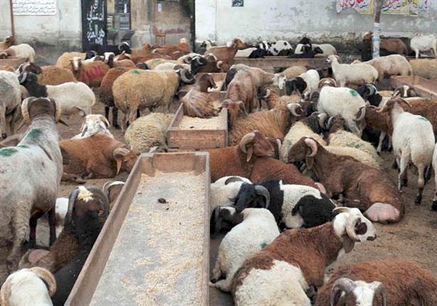 4 أمراض تصيب جلدك عند لمس الأضحية المريضة فى العيد