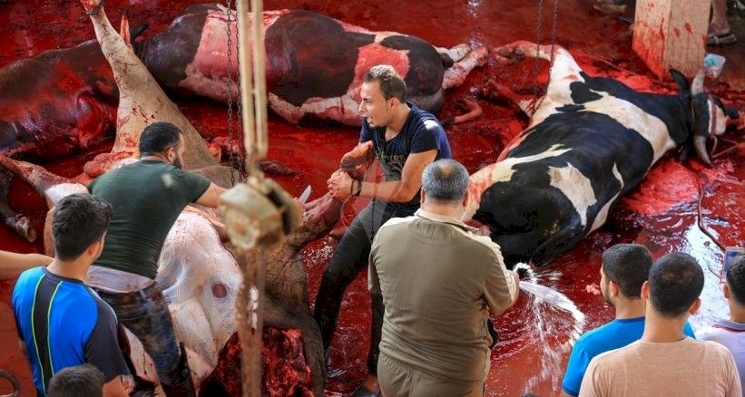إصابة 75 مواطن خلال ذبح الأضاحي بغزة