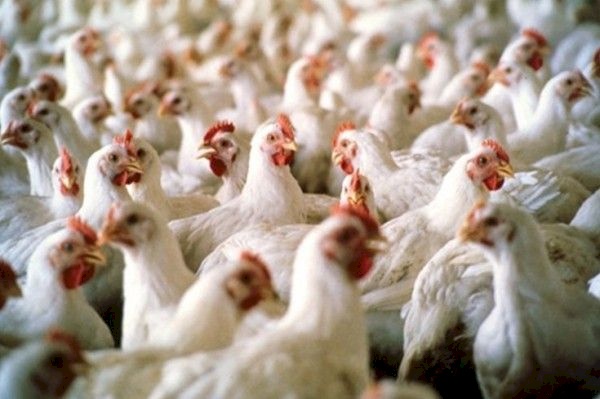 فلسطين خالية من "السالمونيلا"