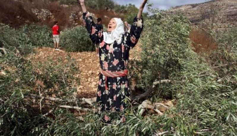 مستوطنون يقطعون اشجار زيتون من الساوية جنوب نابلس