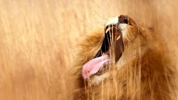 جنوب إفريقيا.. 5 أسود طليقة قرب مدينة سكنية