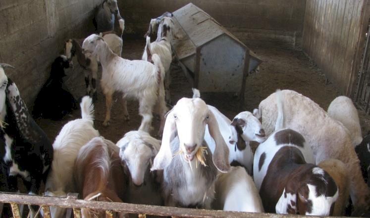 الخليل: الزراعة تضبط اغنام مهربة من إسرائيل ومصابة بالحمى المالطية