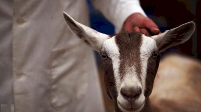 اغنام مريضة مجهولة المصدر ! 