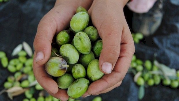 تحديد موعد قطف الزيتون 