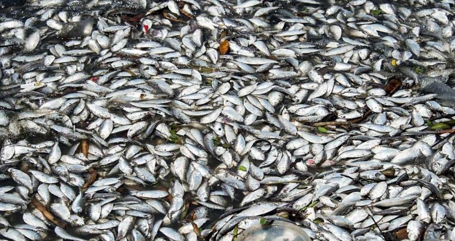 جابت سمك البحر .. اصبحت مقولة حقيقية ! 