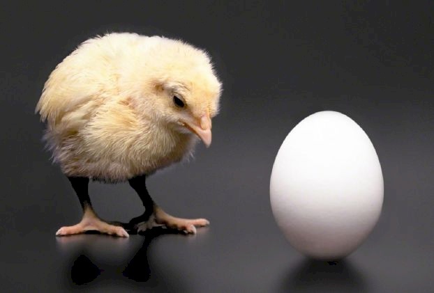 أخيرا العلماء يفكون اللغز..الدجاجة جاءت أولاً أم البيضة ؟