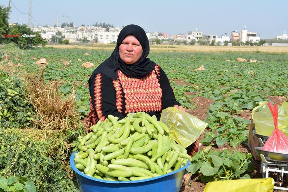 تعويضات للمزارعين
