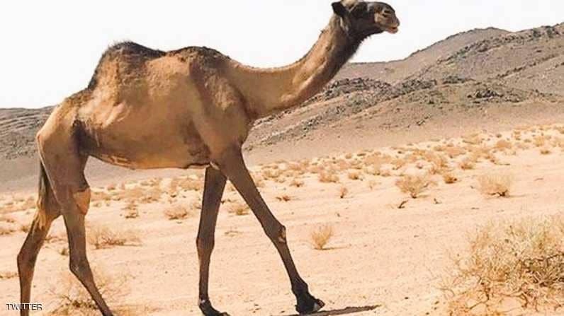 في السعودية.. أطول ناقة في العالم