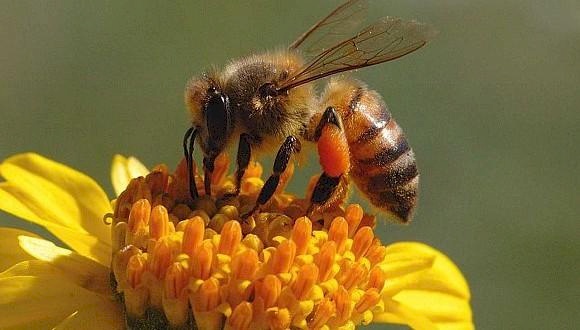 ٍسورة النحل تبهر باحثة أمريكية