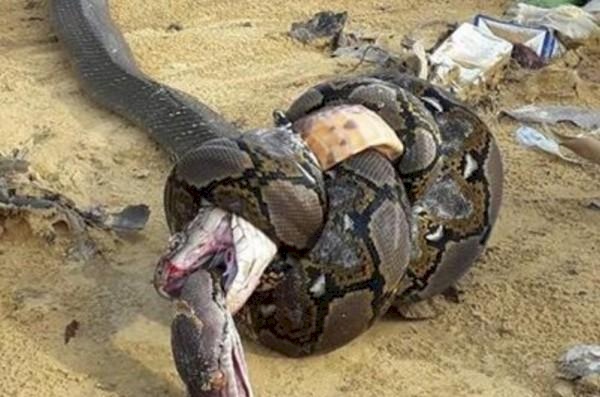صورة ترعب القلوب.. قتال حتى الموت بين كوبرا وبايثون