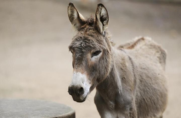 افتتاح أول مدرسة للحمير