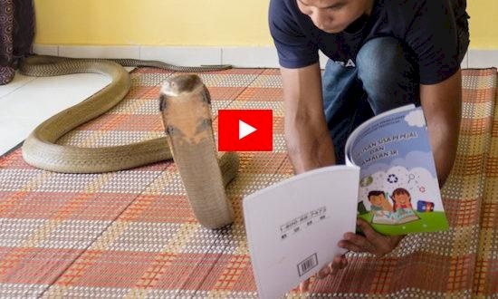 شاهد/ نهاية مأساوية لأشهر صائد ثعابين