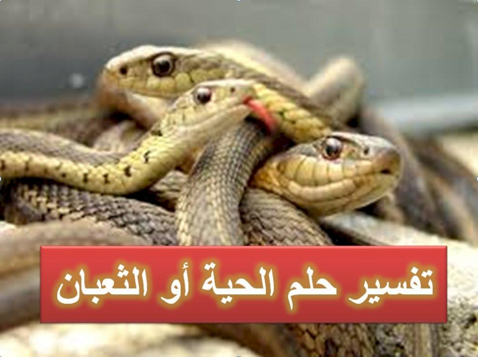 ماذا لو رأيت أفعى في منامك؟