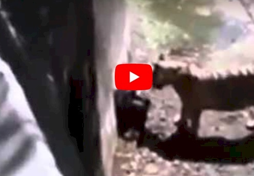 مشهد مرعب.. نمر يأكل رجل في حديقة !