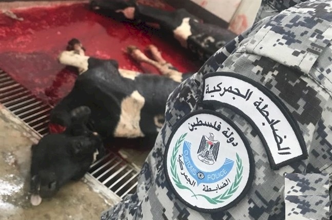إعدام أبقار مجهولة المصدر في الخليل