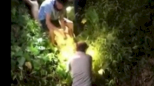 فيديو: لحظة إخراج كلب من جوف أناكوندا عملاقة 