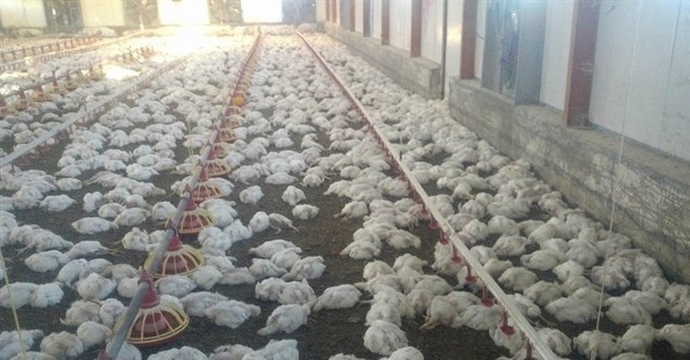نابلس: نفوق 16000 طير من مزرعة للدواجن