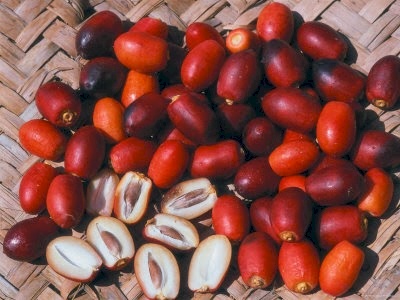 التمور الحمراء.. ماذا تفعل بالسرطان؟