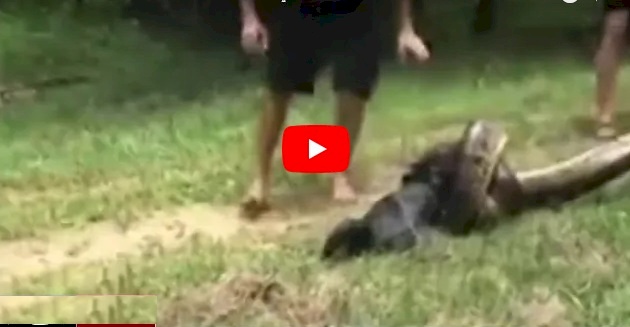 فيديو/ انقاذ كلب من أفعى