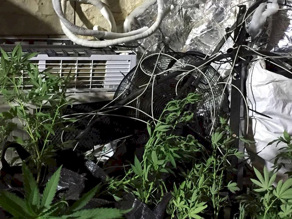 ضبط 391 شتلة مخدرة و 175o لتر سولار بطوباس