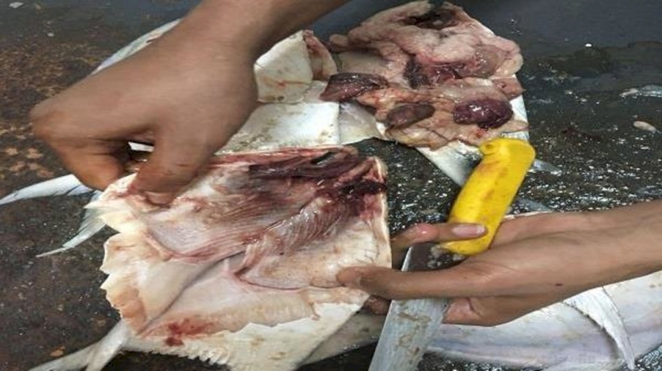 نيابة الكويت تحقق في قضية وجود "مسامير" داخل الأسماك