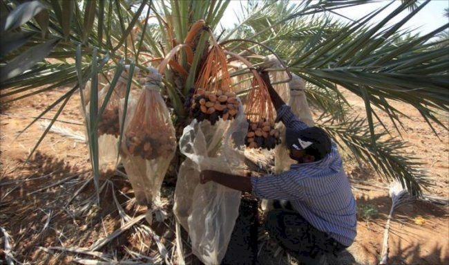أندونيسيا تعفي التمر وزيت الزيتون الفلسطيني من الضرائب
