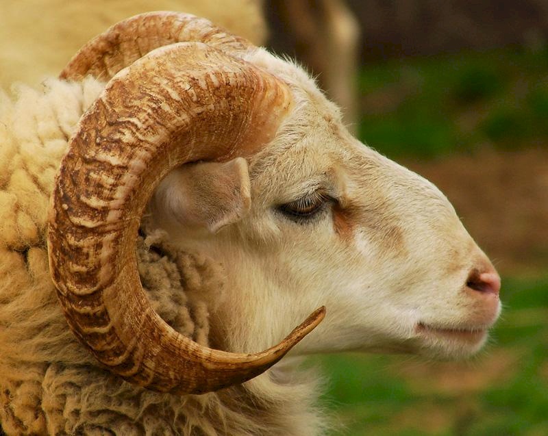 ماذا فعل كبش العيد في بلدان عربية؟