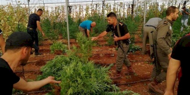 ضبط آلاف أشتال الماريجوانا والقنب الهندي في جنين