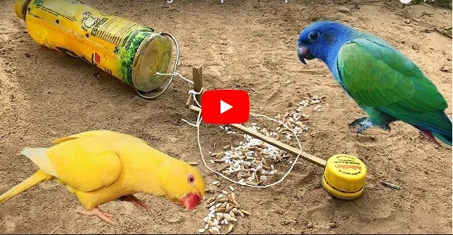 فيديو/ اسهل طريقة لصيد العصافير 