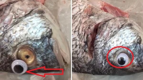 في دولة عربية ! بائع سمك يضع عدسات لاصقة للأسماك والسبب ؟