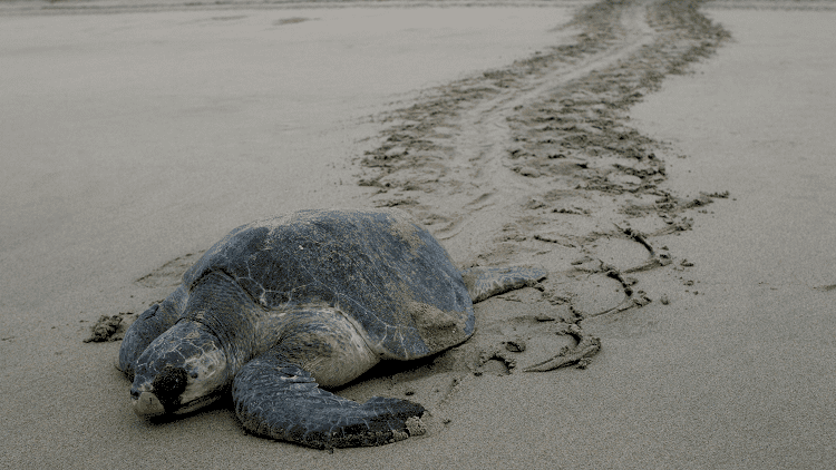 قطعة بلاستيك واحدة كافية لقتل سلحفاة بحرية