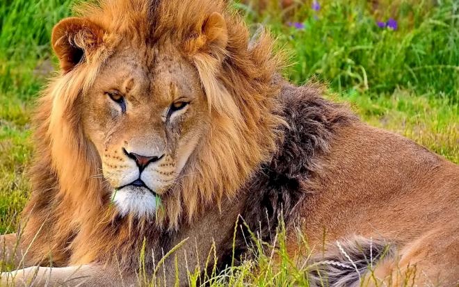 أفضل مروضة أسود في العالم عربية ..من تكون؟