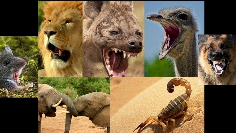 لغز أسماء أصوات حيوانات.. ما الذي جمع بين فيل وعقرب؟
