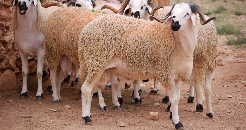 السعودية تعاقب "المسيئين" للماشية