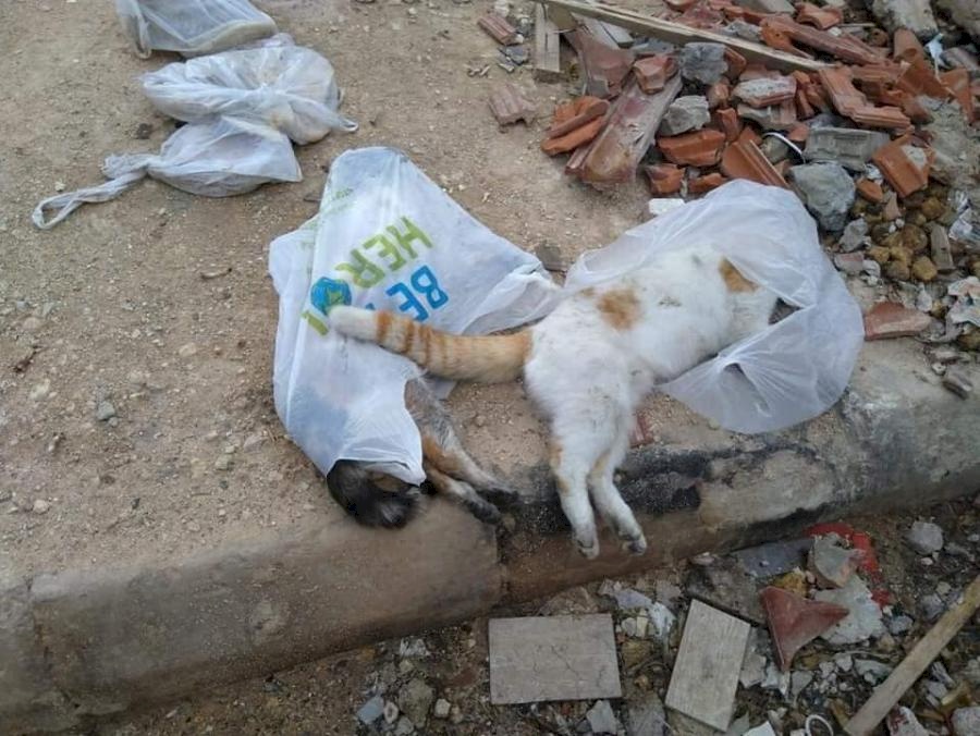 مجزرة جماعية بحق عدد من القطط في عمان