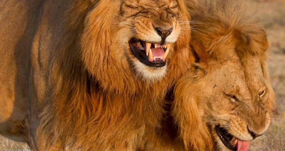 صورة أسدين يضحكان تثير موجة من السخرية والتندر
