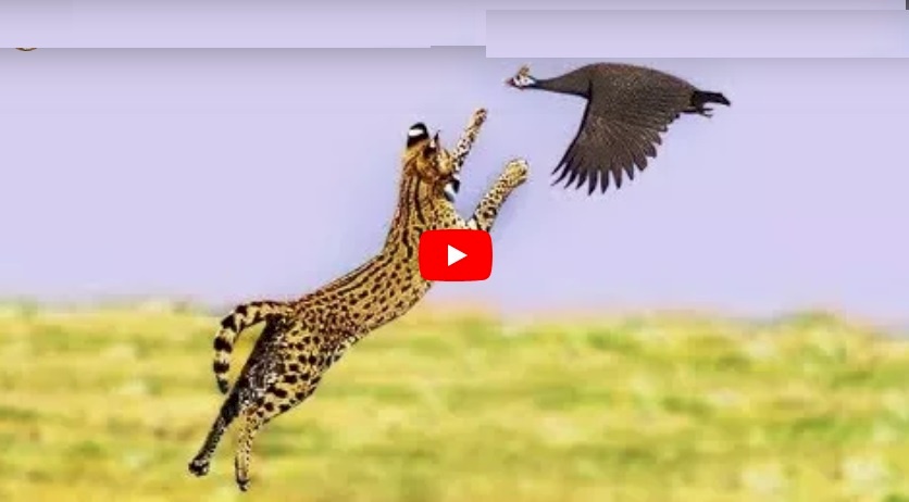 فيديو.. أجمل لقطات الصيد 