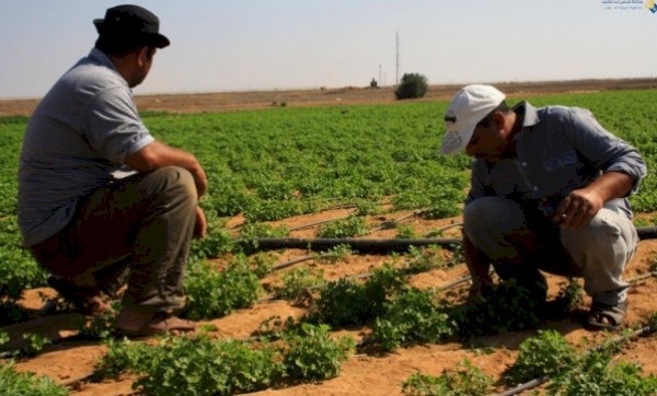 الحكومة: قرار بوقف استيراد الدواجن والخضار والفواكه من"اسرائيل"